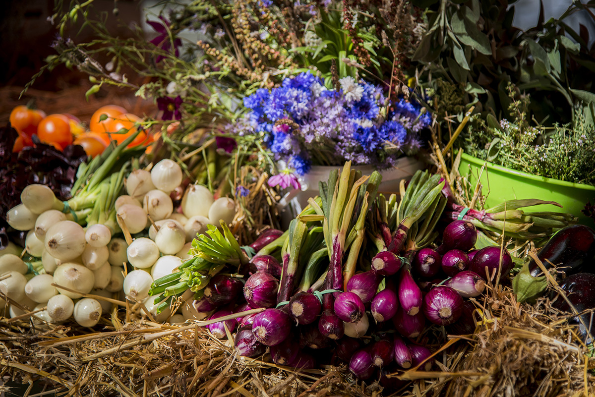 Champ des producteurs, Vertou, été 2016